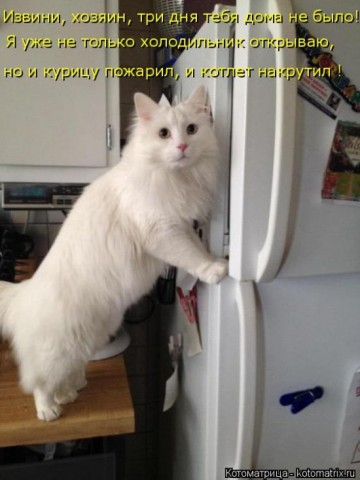 Котоматрица (из интернета)