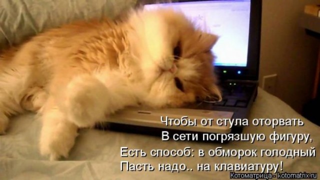 Котоматрица (из интернета)