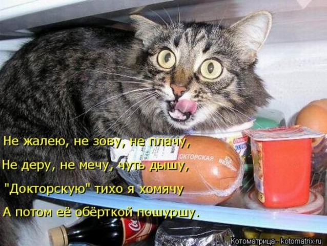 Котоматрица (из интернета)