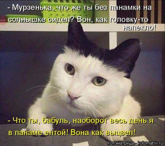 Котоматрица (из интернета)