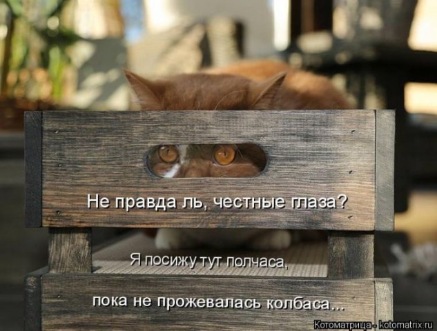 Котоматрица (из интернета)