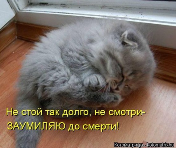 Животные и смешные моменты