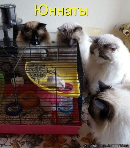 Животные и смешные моменты