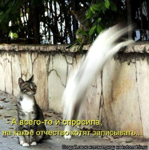 Животные и смешные моменты
