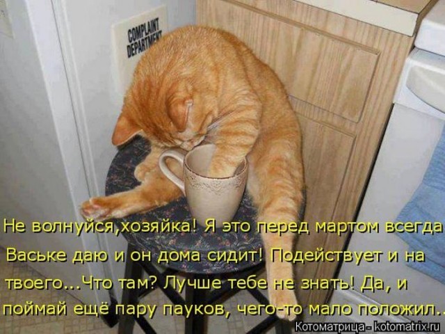 Животные и смешные моменты