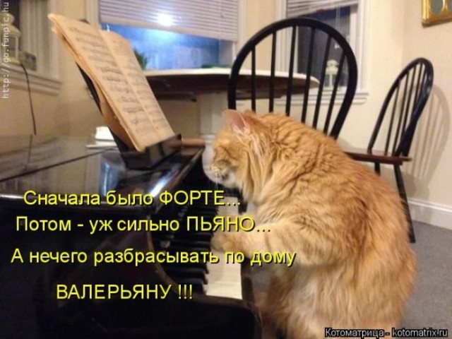 Животные и смешные моменты