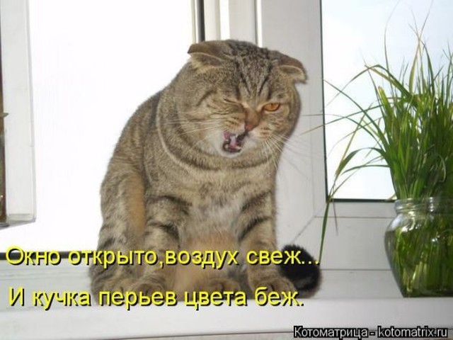 Животные и смешные моменты