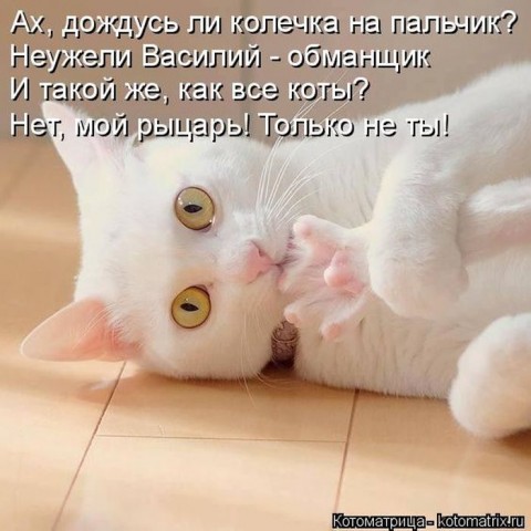 Животные и смешные моменты