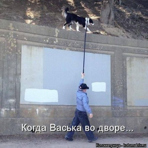 Животные и смешные моменты