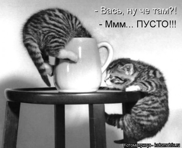 Животные и смешные моменты