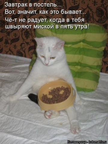 Животные и смешные моменты