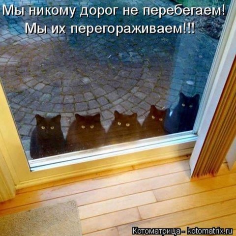 Животные и смешные моменты