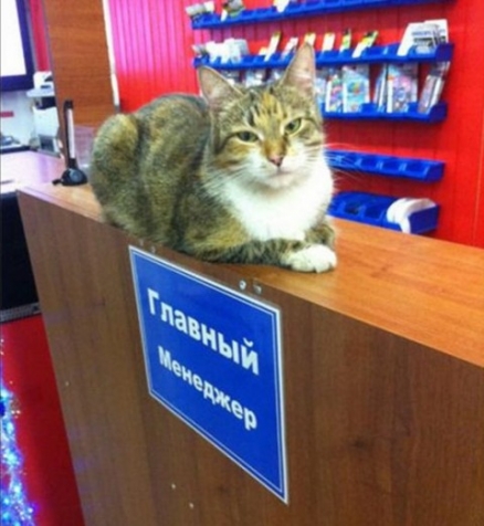 Юмор (из интернета)