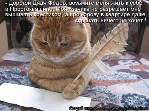 Котоматрица . Юмор (из интернета)