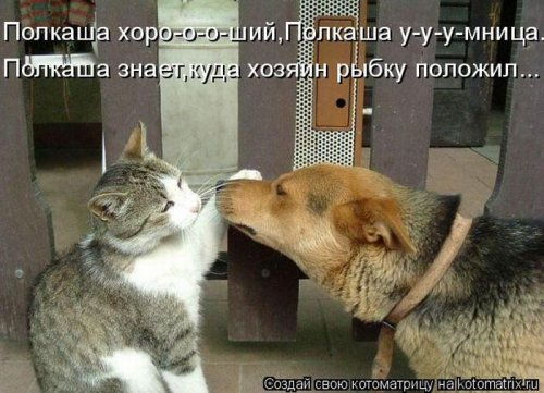 Котоматрица . Юмор (из интернета)