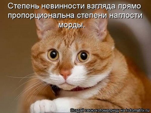 Котоматрица . Юмор (из интернета)