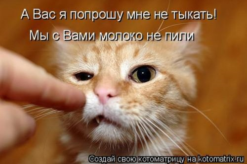 Котоматрица . Юмор (из интернета)