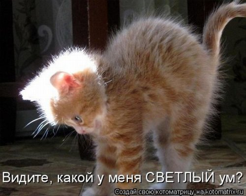 Котоматрица . Юмор (из интернета)