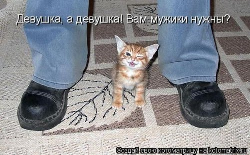 Котоматрица . Юмор (из интернета)