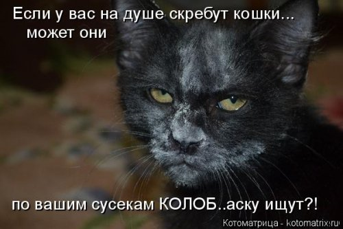 Котоматрица