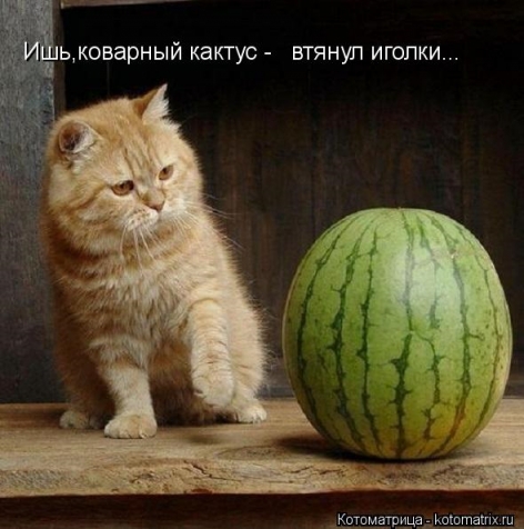 Ух ты какой кактус?! Замаскировался, иголки втянул? Ух ты какой кактус?! Замаскировался, иголки втянул?
