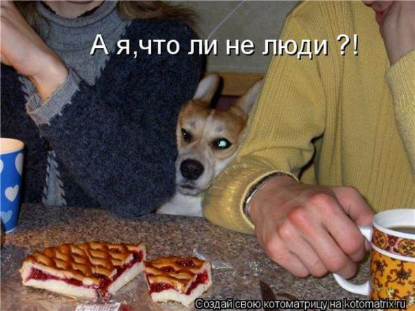 Юмор+котоматрица