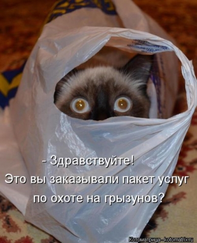 Юмор+котоматрица