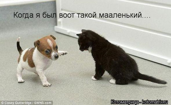 Юмор+котоматрица