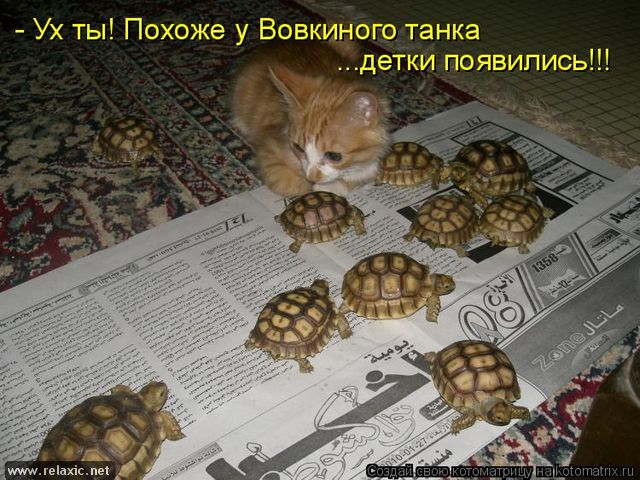 Юмор, позитифффчик на сон грядущий