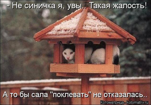 Юмор (из интернета)