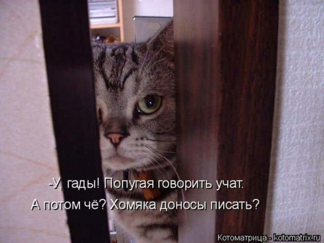 Очередная котоматрица