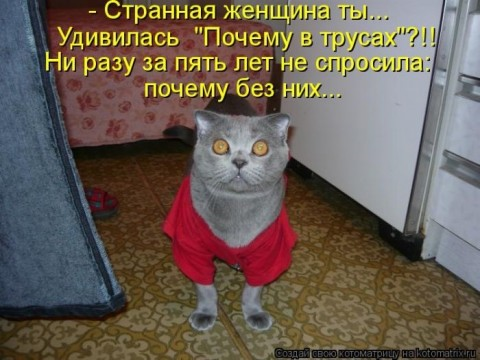 Котоматрица и не только...