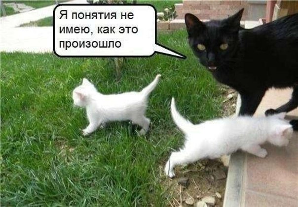 Котоматрица и не только...