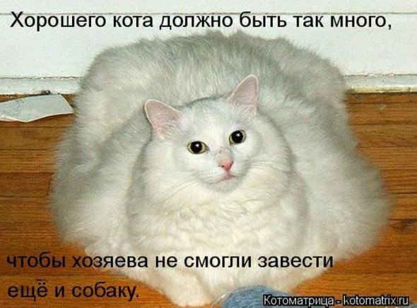 Очередная котоматрица+другое зверье