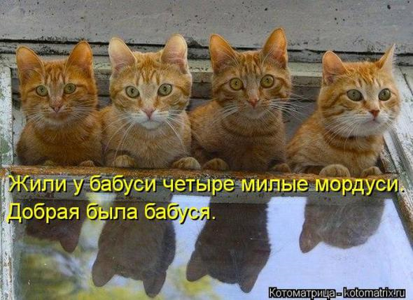 Очередная котоматрица+другое зверье