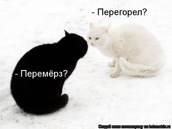 Очередная котоматрица+другое зверье