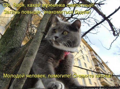 Очередная котоматрица