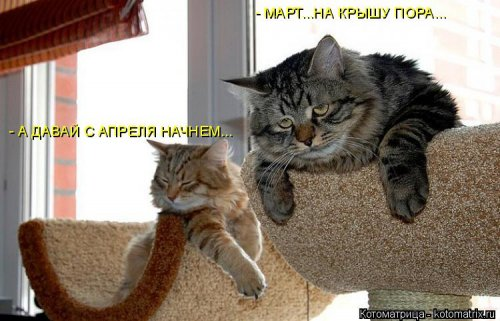 Очередная котоматрица