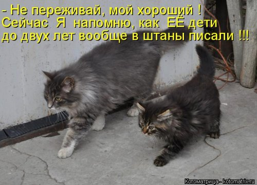 Очередная котоматрица