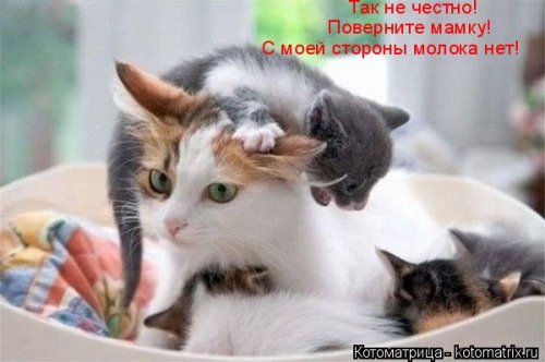 Очередная котоматрица