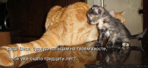 Очередная котоматрица