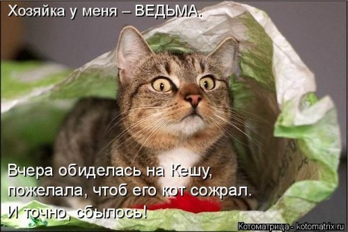 Очередная котоматрица