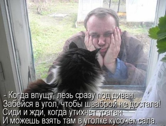 Очередная котоматрица