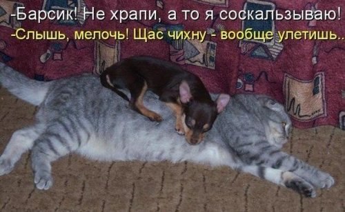 Очередная котоматрица