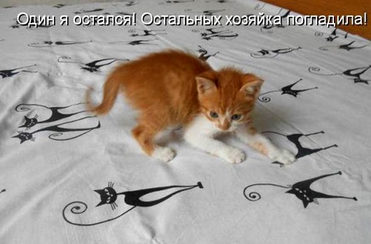 Очередная котоматрица