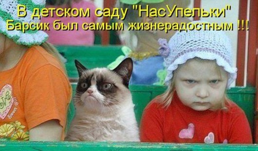 Очередная котоматрица