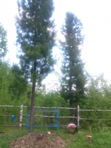 растет на участке красивый кедр молоденький, но уже высокий растет на участке красивый кедр молоденький, но уже высокий