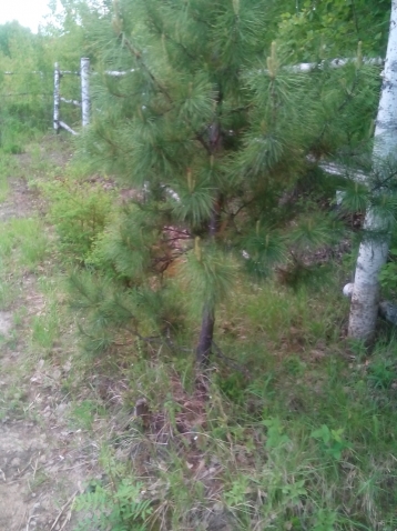 Поездка на природу и дачу подруги