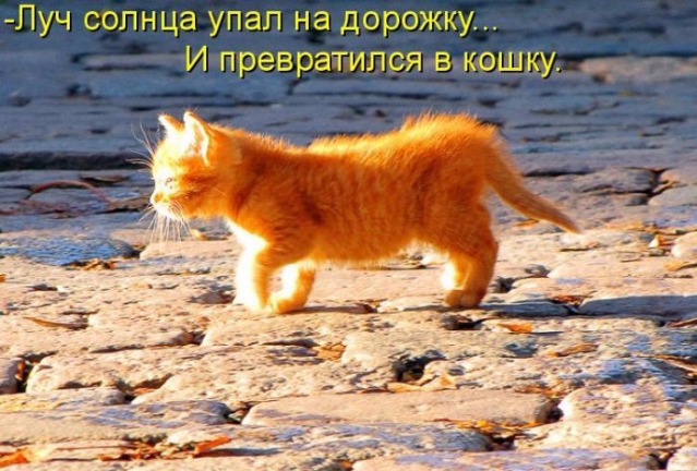 Очередная котоматрица