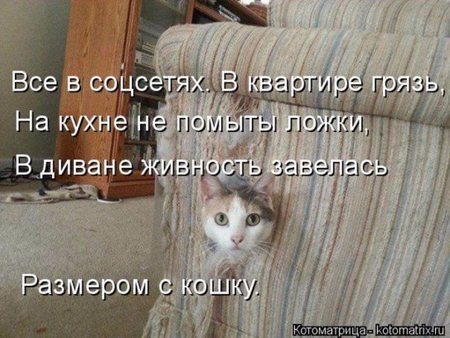 Очередная котоматрица